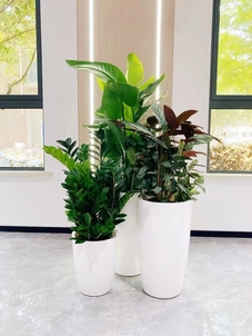 专业盆景出租，宁波慈溪的绿色魅力等你来享！